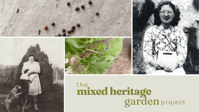 A collage of photos that includes a close-up of seeds and black and white photos of Becca's grandmothers