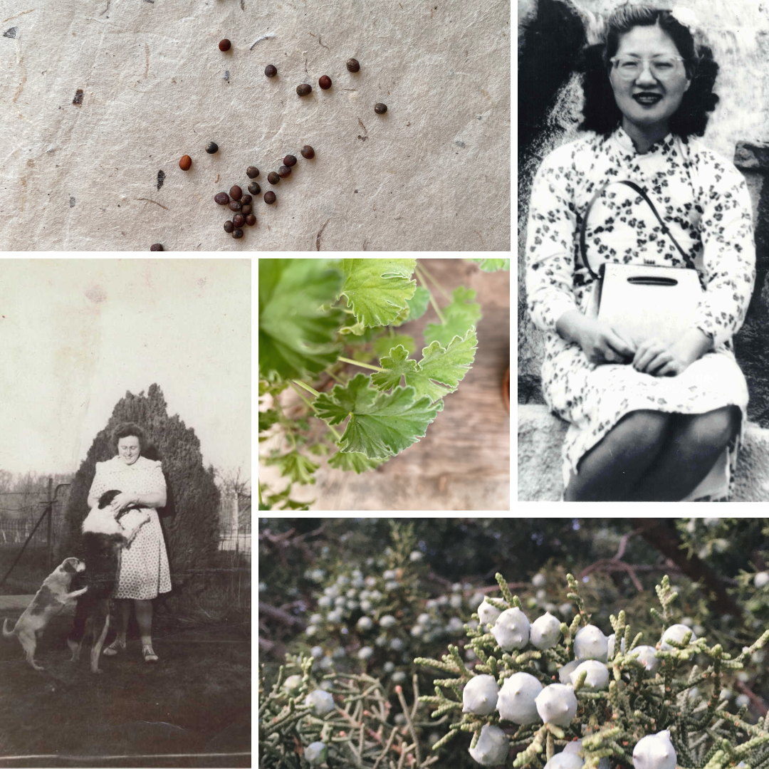 A collage of images includes black and white photos of Becca's grandmothers, seeds, and juniper tree leaves
