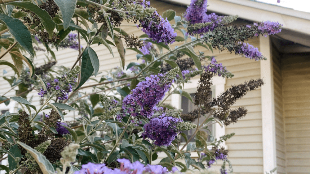A close-up of a butterfly bush with large purple flower clusters